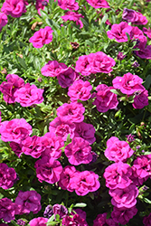 MiniFamous Neo Double Purple Calibrachoa (Calibrachoa 'KLECA14276') at Echter's Nursery & Garden Center