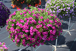 MiniFamous Neo Double Purple Calibrachoa (Calibrachoa 'KLECA14276') at Echter's Nursery & Garden Center