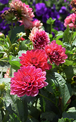 Dalaya Raspberry Dahlia (Dahlia 'Dalaya Raspberry') at Echter's Nursery & Garden Center