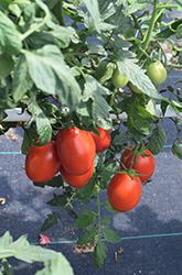 Little Napoli Tomato (Solanum lycopersicum 'Little Napoli') at Echter's Nursery & Garden Center
