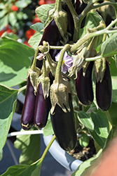 Hansel Eggplant (Solanum melongena 'Hansel') at Echter's Nursery & Garden Center