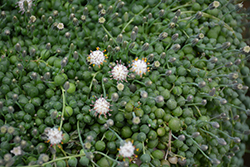 String Of Pearls (Senecio rowleyanus) at Echter's Nursery & Garden Center