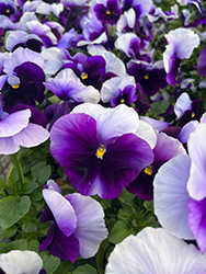 Delta Premium Beaconsfield Pansy (Viola x wittrockiana 'Delta Premium Beaconsfield') at Echter's Nursery & Garden Center