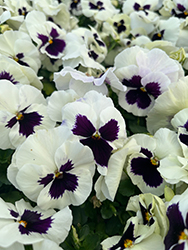 Delta Premium White with Blotch Pansy (Viola x wittrockiana 'Delta Premium White with Blotch') at Echter's Nursery & Garden Center