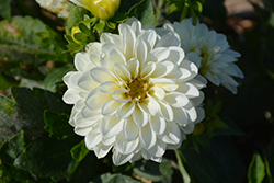 Dahlinova Hypnotica White Dahlia (Dahlia 'Hypnotica White') at Echter's Nursery & Garden Center