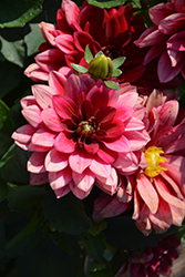 Dahlinova Hypnotica Red Velvet Dahlia (Dahlia 'Hypnotica Red Velvet') at Echter's Nursery & Garden Center