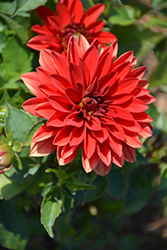 Dahlinova Hypnotica Red Dahlia (Dahlia 'Hypnotica Red') at Echter's Nursery & Garden Center