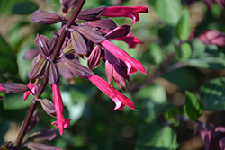 Skyscraper Dark Purple Salvia (Salvia 'HYBSV16016') at Echter's Nursery & Garden Center