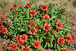 SpinTop Red Blanket Flower (Gaillardia aristata 'SpinTop Red') at Echter's Nursery & Garden Center