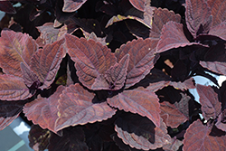 Talavera Chocolate Velveteen Coleus (Solenostemon scutellarioides 'Talavera Chocolate Velveteen') at Echter's Nursery & Garden Center