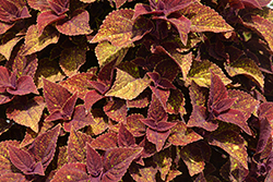 Talavera Moondust Coleus (Solenostemon scutellarioides 'Talavera Moondust') at Echter's Nursery & Garden Center