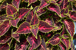 Talavera Pink Tricolor Coleus (Solenostemon scutellarioides 'Talavera Pink Tricolor') at Echter's Nursery & Garden Center