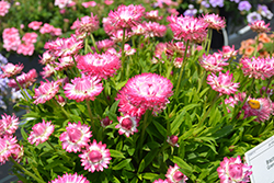 Granvia Pink Strawflower (Bracteantha bracteata 'Granvia Pink') at Echter's Nursery & Garden Center