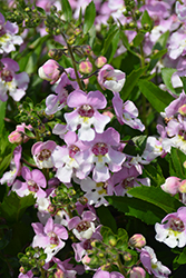 Alonia Big Bicolor Pink Angelonia (Angelonia angustifolia 'Alonia Big Bicolor Pink') at Echter's Nursery & Garden Center