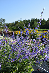 Crazy Blue Russian Sage (Perovskia atriplicifolia 'Crazy Blue') at Echter's Nursery & Garden Center