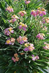 Erysistible Tricolor Wallflower (Erysimum linifolium 'Erysistible Tricolor') at Echter's Nursery & Garden Center