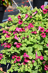 Lofos Compact Rose Creeping Gloxinia (Lophospermum 'Lofos Compact Rose') at Echter's Nursery & Garden Center