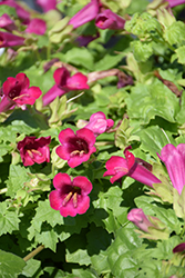 Lofos Compact Rose Creeping Gloxinia (Lophospermum 'Lofos Compact Rose') at Echter's Nursery & Garden Center