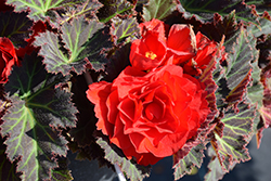 Nonstop Mocca Red Begonia (Begonia 'Nonstop Mocca Red') at Echter's Nursery & Garden Center