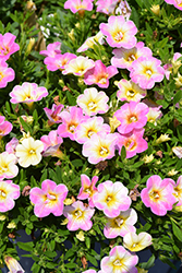 MiniFamous Uno Pink Radiance Calibrachoa (Calibrachoa 'KLECA22845') at Echter's Nursery & Garden Center