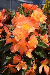 I'Conia First Kiss Del Sol Begonia (Begonia 'I'Conia First Kiss Del Sol') at Echter's Nursery & Garden Center