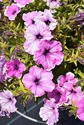 Headliner Lavender Picotee Petunia (Petunia 'KLEPH22622') at Echter's Nursery & Garden Center