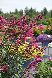 Skyscraper Dark Purple Salvia (Salvia 'HYBSV16016') at Echter's Nursery & Garden Center