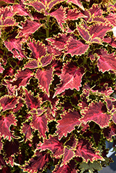 Volcanica Solar Flare Coleus (Solenostemon scutellarioides 'UF20-103-6') at Echter's Nursery & Garden Center