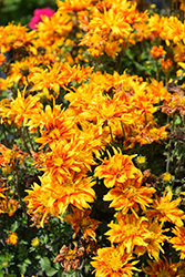 Bee Alive Double Orange Bidens (Bidens ferulifolia 'Balbidbador') at Echter's Nursery & Garden Center