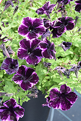 Crazytunia Cosmic Violet Petunia (Petunia 'Crazytunia Cosmic Violet') at Echter's Nursery & Garden Center