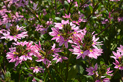 Bombay Pink Fan Flower (Scaevola aemula 'Bombay Pink') at Echter's Nursery & Garden Center