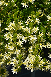 Bombay Yellow Fan Flower (Scaevola aemula 'Bombay Yellow') at Echter's Nursery & Garden Center