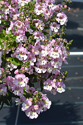 Alonia Big Bicolor Pink Angelonia (Angelonia angustifolia 'Alonia Big Bicolor Pink') at Echter's Nursery & Garden Center