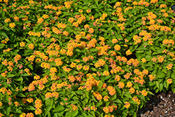 Bandolista Mango (Lantana camara 'Bandolista Mango') at Echter's Nursery & Garden Center