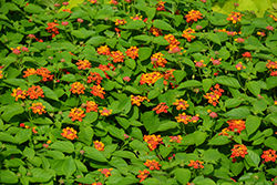 Bandolista Red Chili (Lantana camara 'Bandolista Red Chili') at Echter's Nursery & Garden Center