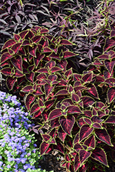 Talavera Pink Tricolor Coleus (Solenostemon scutellarioides 'Talavera Pink Tricolor') at Echter's Nursery & Garden Center