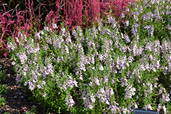 Alonia Big Bicolor Pink Angelonia (Angelonia angustifolia 'Alonia Big Bicolor Pink') at Echter's Nursery & Garden Center