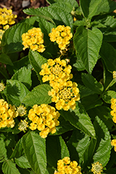 Bandolista Pineapple (Lantana camara 'Bandolista Pineapple') at Echter's Nursery & Garden Center