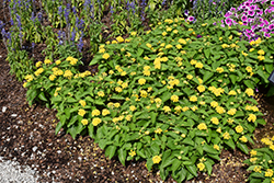 Bandolista Pineapple (Lantana camara 'Bandolista Pineapple') at Echter's Nursery & Garden Center