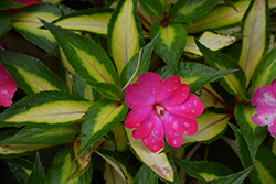 SunPatiens Compact Tropical Rose New Guinea Impatiens (Impatiens 'SunPatiens Compact Tropical Rose') at Echter's Nursery & Garden Center