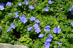 Beach Bum Blue Morning Glory (Evolvulus 'Beach Bum Blue') at Echter's Nursery & Garden Center