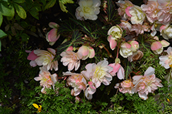 I'Conia Lemon Berry Begonia (Begonia 'I'Conia Lemon Berry') at Echter's Nursery & Garden Center