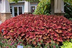 Talavera Moondust Coleus (Solenostemon scutellarioides 'Talavera Moondust') at Echter's Nursery & Garden Center