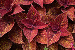 Talavera Moondust Coleus (Solenostemon scutellarioides 'Talavera Moondust') at Echter's Nursery & Garden Center