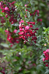 Archangel Ruby Sangria Angelonia (Angelonia angustifolia 'Balarcsang') at Echter's Nursery & Garden Center