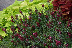 Archangel Ruby Sangria Angelonia (Angelonia angustifolia 'Balarcsang') at Echter's Nursery & Garden Center