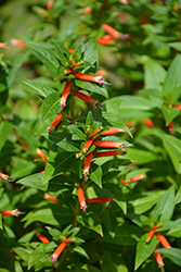 Cubano Presidente False Heather (Cuphea hyssopifolia 'Presidente') at Echter's Nursery & Garden Center