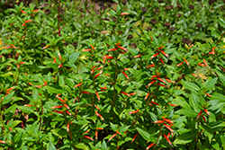 Cubano Presidente False Heather (Cuphea hyssopifolia 'Presidente') at Echter's Nursery & Garden Center