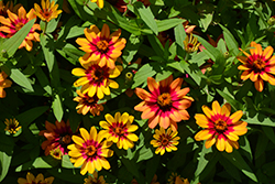 Profusion Red Yellow Bicolor Zinnia (Zinnia 'Profusion Red Yellow Bicolor') at Echter's Nursery & Garden Center