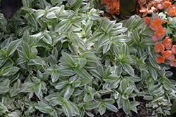 Pistachio White Spiderwort (Tradescantia 'Pistachio White') at Echter's Nursery & Garden Center